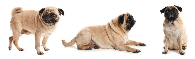 Obraz premium Collage with photos of cute dog on white background. Banner design