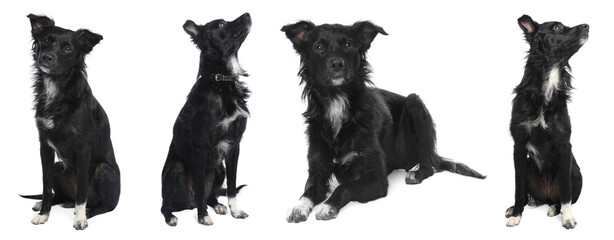 Collage with photos of cute dog on white background. Banner design