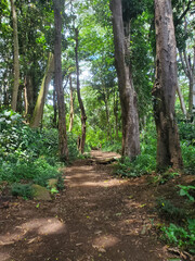 hike in rainforest 