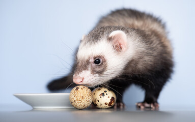 A domestic ferret eats a quail egg. With porcelain dishes. Animal color - standard.