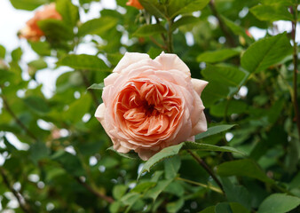Full-blown rose in the color of apricots. The flower is large and in the distance we see other buds and flowers.