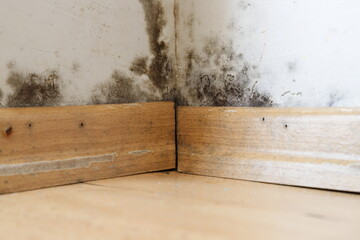 Damp buildings damaged by black mold and fungus, dampness or water. infiltration, insulation and...