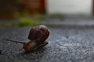 A snail that is travelling down a garden path after a heavy downpour of rain