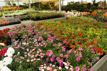 Many different beautiful blooming plants in garden center