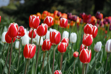 Blooming tulips flowerbed in Keukenhof flower garden. Keukenhof is the world's largest flower and tulip garden park in South Holland. Lisse, South Holland, the Netherlands.