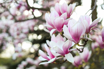 Fototapeta na wymiar Closeup view of magnolia tree with beautiful flowers outdoors, space for text. Awesome spring blossoms