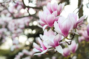 Foto op Canvas Closeup view of magnolia tree with beautiful flowers outdoors, space for text. Awesome spring blossoms © New Africa