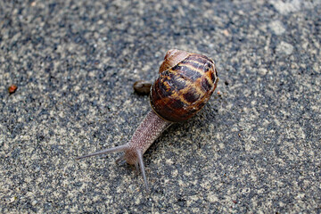 A snail that is travelling down a garden path after a heavy downpour of rain