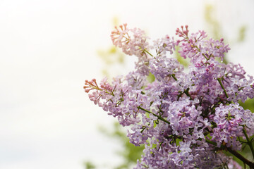 Fototapeta premium Beautiful blossoming lilac outdoors on sunny day, closeup. Space for text
