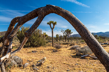 Fototapeta premium Joshua Trees or yucca against the clear blue sky and large boulders in Joshua Tree national Park in California during summer.