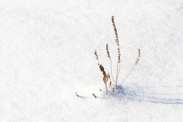 snow as a background, dry branch from under the snow
