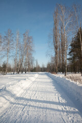 Winter forest park, sunny daytime landscape.