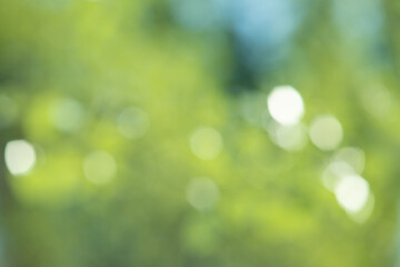 Plakat abstract blurred green background, nature bokeh