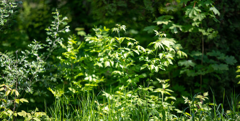 young green leaves in the sun