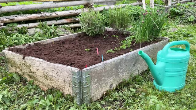 Watering can next to pallet collar where herbs are growing. Small herb garden with chives, rosemary and salvia plants already growing in the soil.