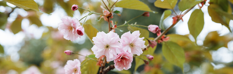 A close-up of pink cherry blossom, japanese sakura tree in spring