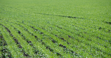 Fototapeta na wymiar green wheat sprouts perspective field