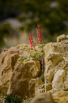 red rock climber