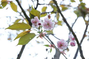 A close-up of pink cherry blossom, japanese sakura tree in spring