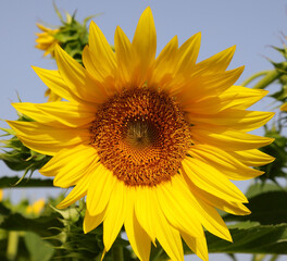 Obraz premium yellow sunflower flower from which the seeds are collected for the production of sunflower oil