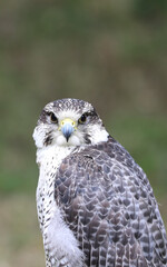 peregrine falcon is a rapacious bird with two big black eye