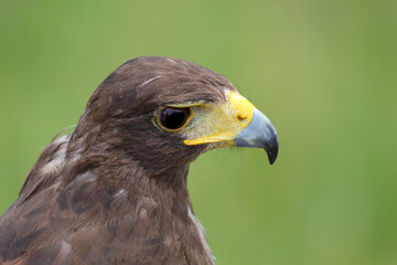 Fototapeta premium harris hawk also called Buzzard is a rapacious bird with hooked yellow beak and black eye