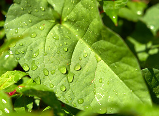 Beads of water on a green leaf