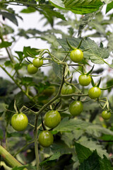 Dark Jungle of Green Tomatoes