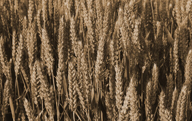 background of ripe ears of wheat in the cultivated field ready to early summer harvest
