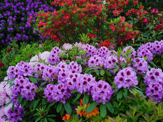 Obraz premium Wunderschöner Hintergrund mit blühenden Rhododendron Pflanzen in verschiedenen Farben