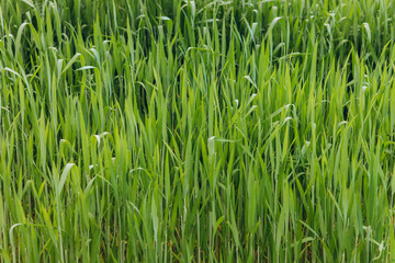Fototapeta na wymiar Fresh green grass background in sunny summer day in park