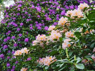 wunderschön blühende Rhododendron Büsche im Frühling 