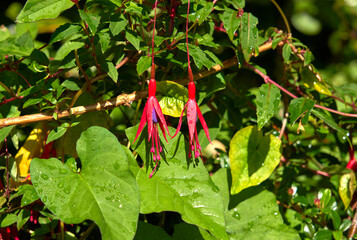 Two Fuchsia flowers on a bush
