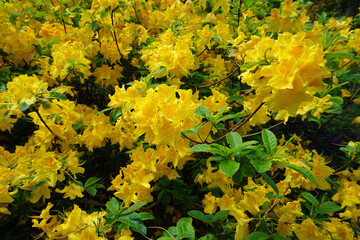 gelb blühender Rhododendron Busch
