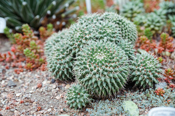 Echinocactus grusonii ,Golden Barrel Mother-in-law's cushion ,seat ,golden ball cactus .California barrel cactus in family Cactaceae ,Caryophyllales and is endemic to east-central Mexico ,small flower