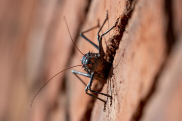Close up of Acanthoplus discoidalis cricket on a brick wall