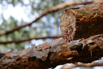 Drops of resin falling from a pruned pine branch