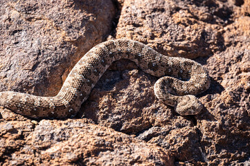 Puff adder warms itself on a rock