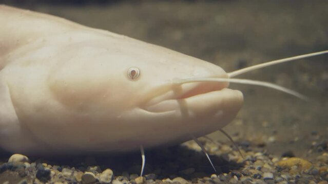 Wels catfish white variant (Silurus glanis var. albinosasa) fish portrait underwater