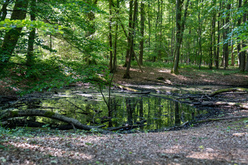 Hexenklamm nahe Pirmasens in Rheinland-Pfalz