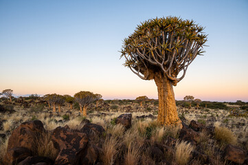 Quiver Tree Forest near Keetmanshoop, Namibia. Topography of arid regions in Africa.