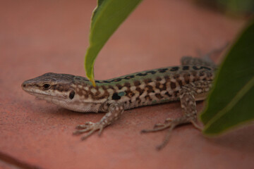 Little lizard resting on the balcony railing on a sunny summer day in Calabria, Italy.
