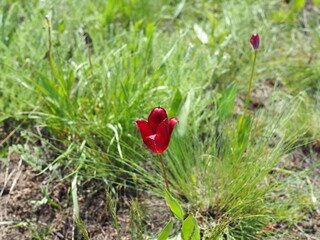 Naklejka premium red wild tulips in the steppe in spring