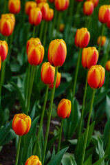 Tulipa triumph Orange Legend in spring garden