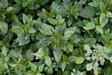 Unhealthy Bergamot mint, Mentha, Peppermint, medicinal plants