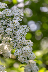 Beautiful blooming branch with tiny white flowers. The garden in May.