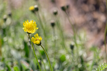 A wild meadow with flowers and grass