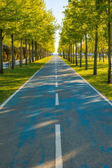 Bike road or bicycle path in the park. Two lanes of bike road and trees