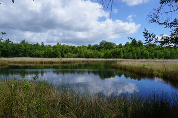 Gewässer im Fintlandsmoor im Ammerland in Niedersachsen
