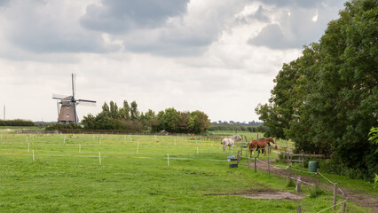 Pasture with horses and in the background a mill in the hamlet of Klein Dorregeest near the Dutch village Uitgeest.